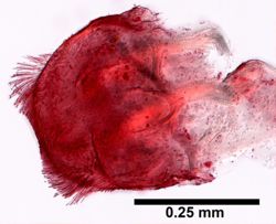 Hyale plumulosa image