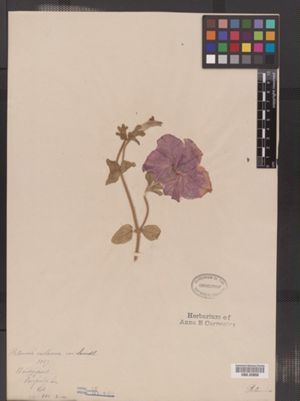 Image of Petunia integrifolia