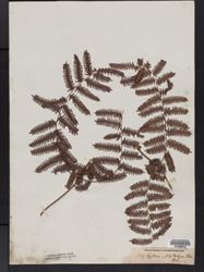 Lygodium polystachyum image
