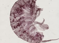 Hyalella azteca image