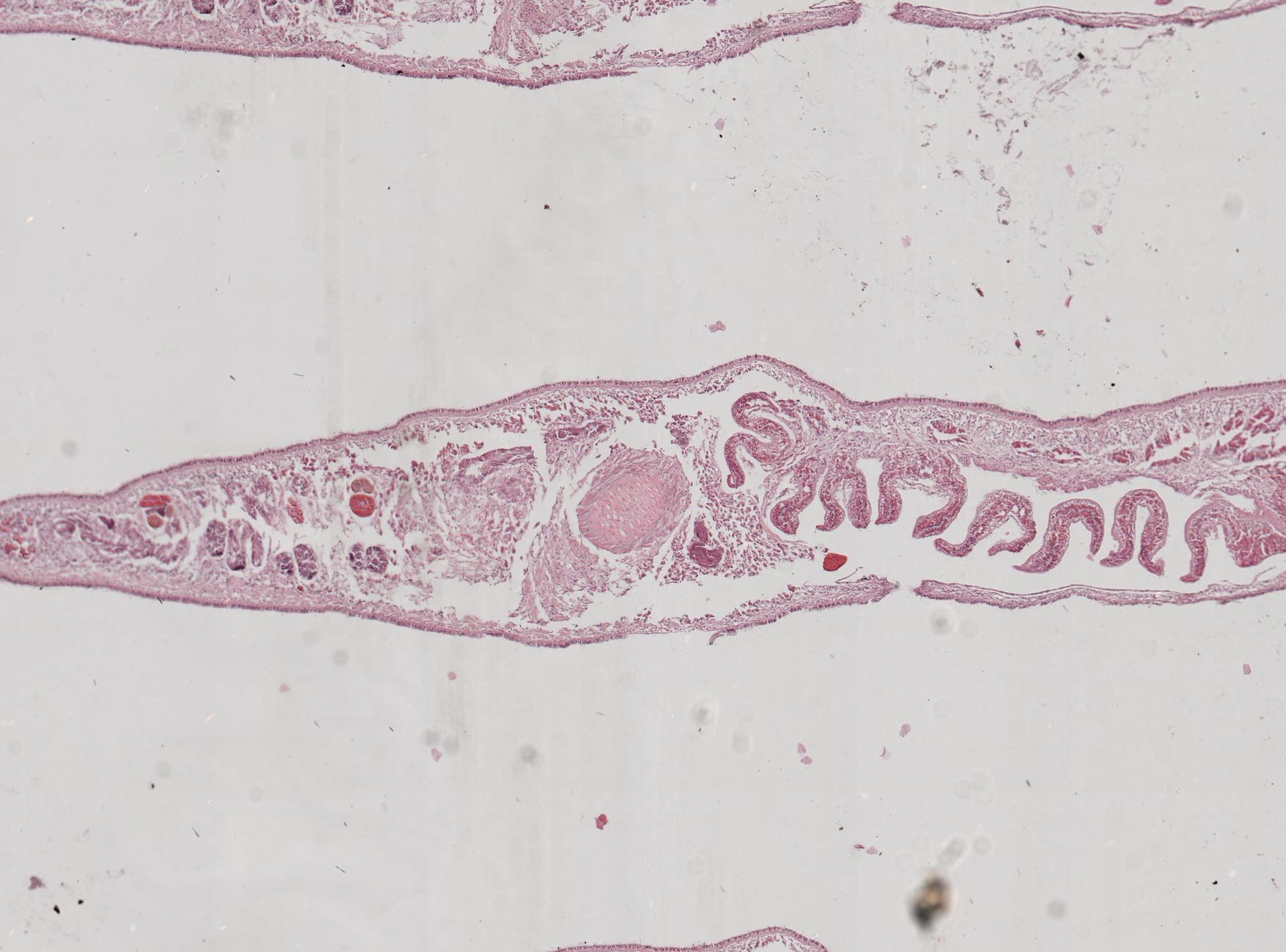 Gnesioceros sargassicola image
