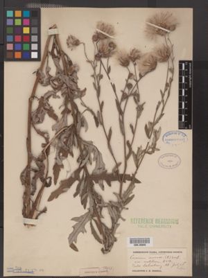 Cirsium arvense var. vestitum image
