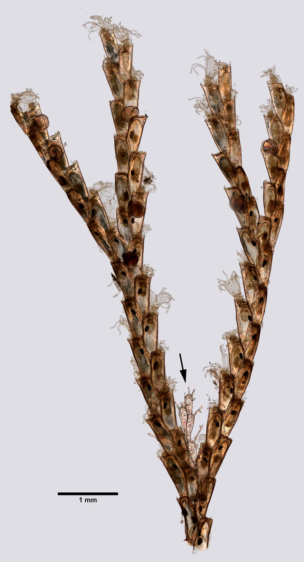 Tricellaria inopinata image