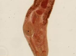 Rhopalias macracanthus image