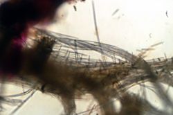 Echinodictyum dendroides image