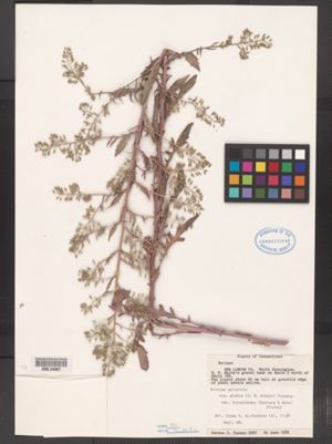 Rorippa palustris ssp. fernaldiana image