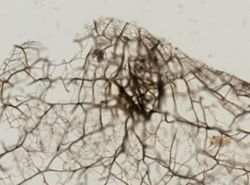Callyspongia ridleyi image