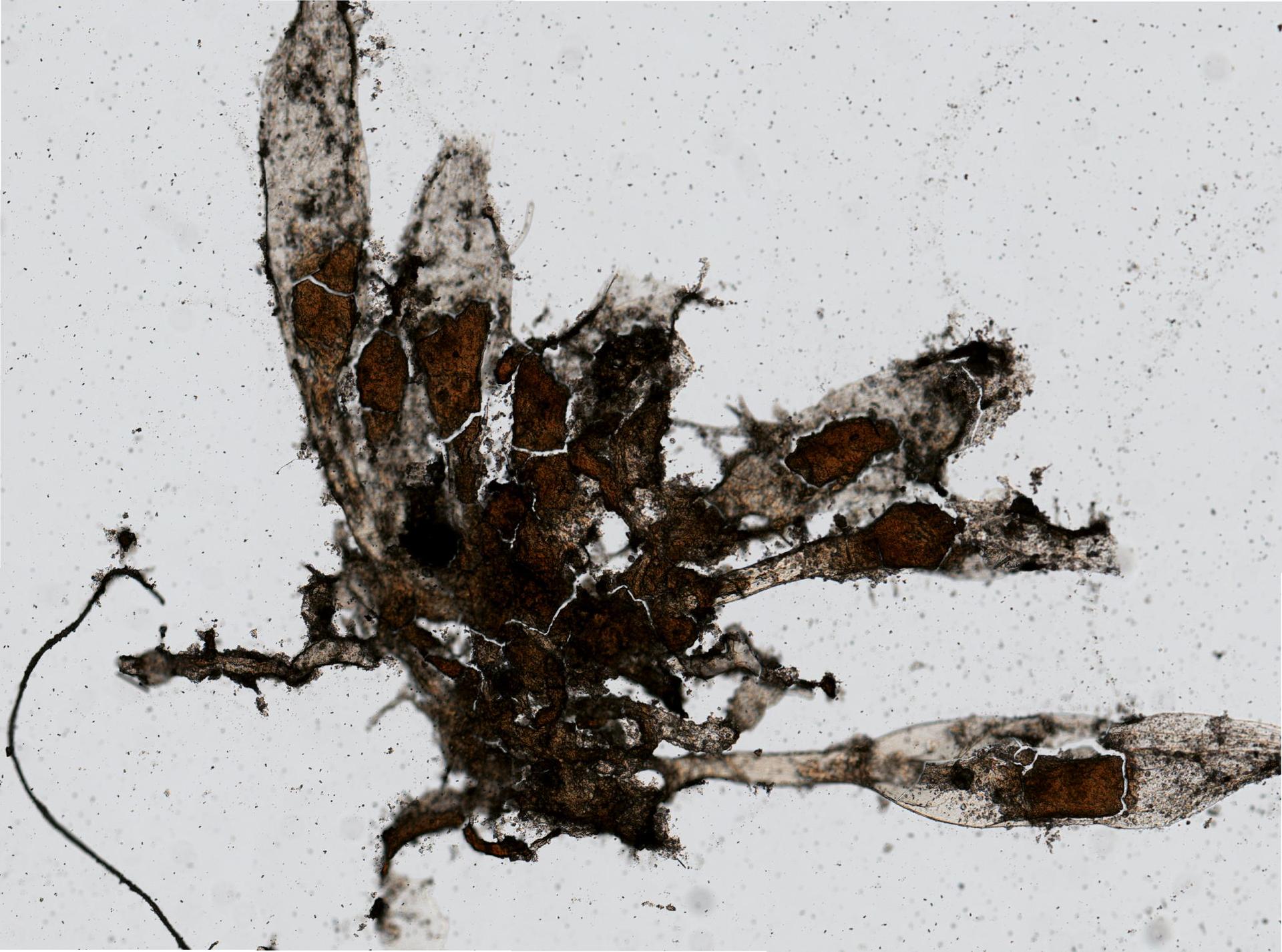 Oplorhiza parvula image