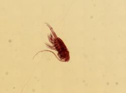 Centropages typicus image