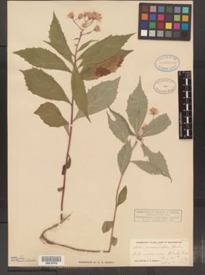 Oclemena acuminata image