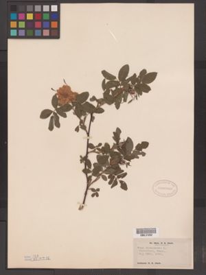 Rosa cinnamomea image