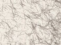 Spheciospongia vesparium image