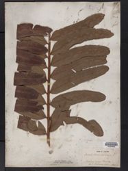 Acrostichum aureum image
