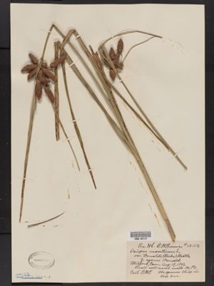 Scirpus maritimus f. agonus image