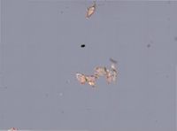 Synnotum aegyptiacum image