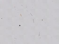 Spongilla lacustris image