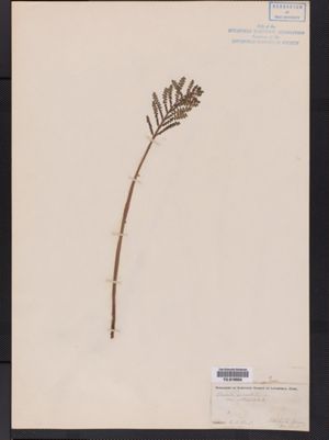 Onoclea sensibilis var. obtusilobata image