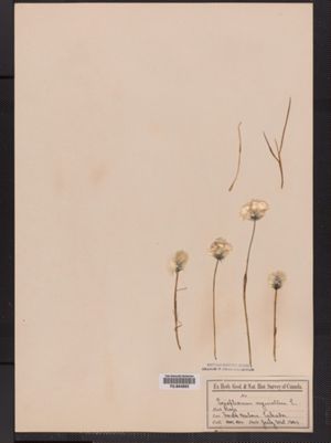 Eriophorum callitrix image