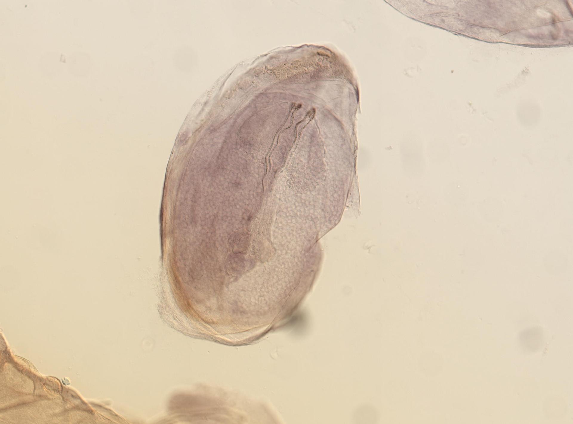 Otobothriidae image