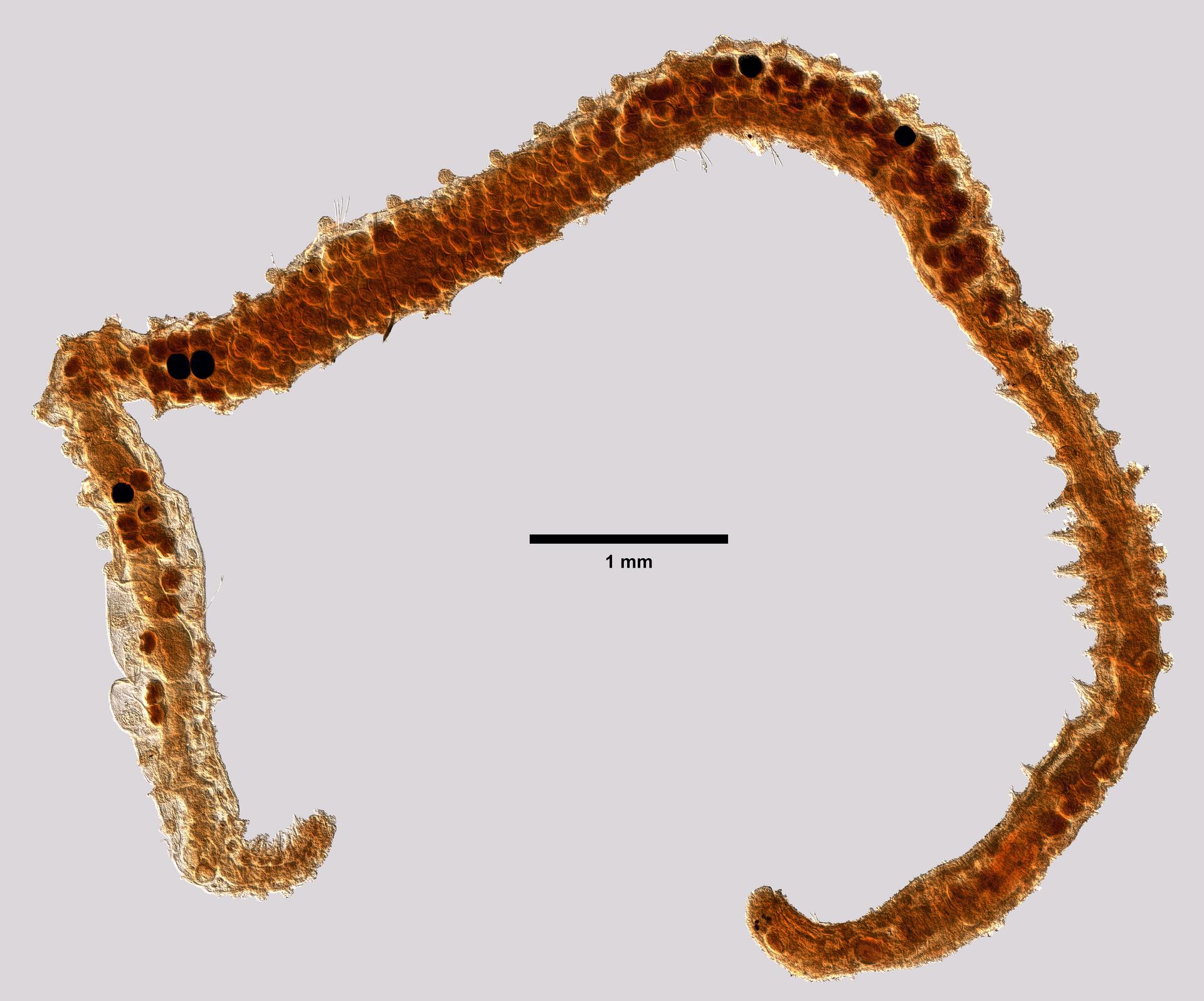 Sphaerodoridae image