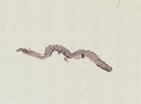 Euplana gracilis image