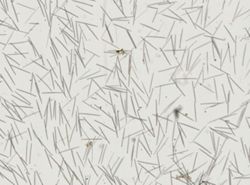 Cliona laticavicola image