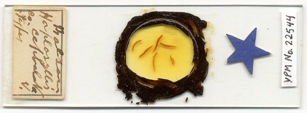 Haplosyllis cephalata image