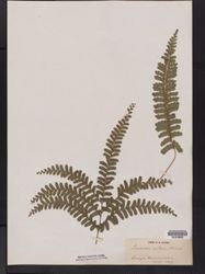 Lindsaea cultrata image