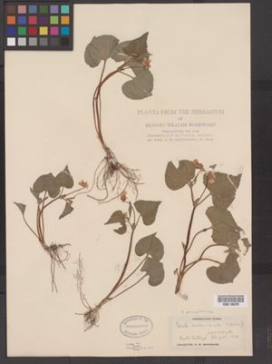 Viola pubescens var. pubescens image