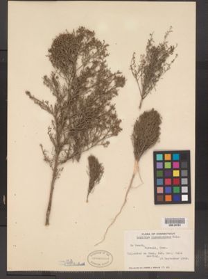 Image of Lepidium ramosissimum
