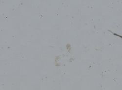 Somatogyrus aureus image