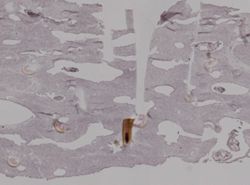 Aplysina fistularis image