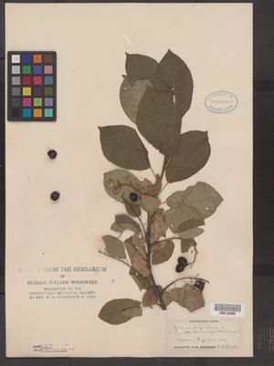 Prunus virginiana var. leucocarpa image