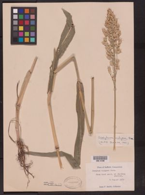 Sorghum bicolor ssp. bicolor image