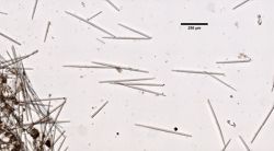 Oceanapia ascidia image