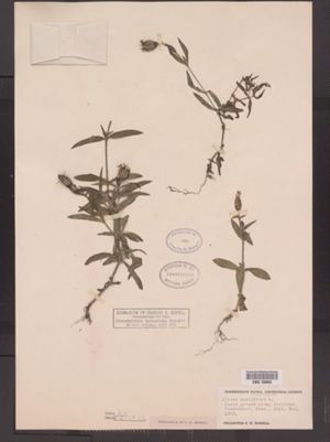 Silene noctiflora image