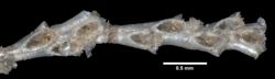 Tricellaria gracilis image