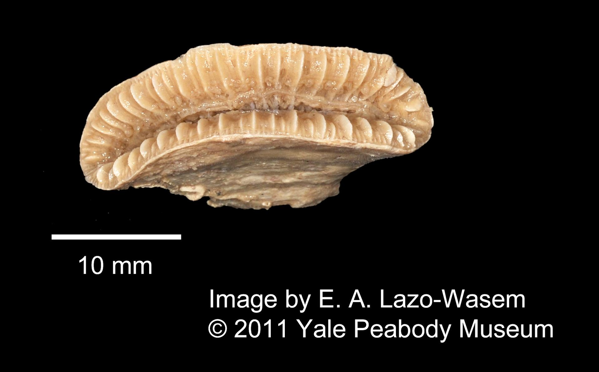 To Yale Peabody Museum of Natural History (YPM IZ 000716.CN)