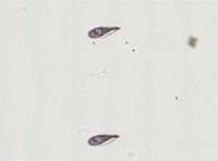 Plagiostomum stellatum image