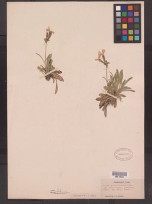 Silene caroliniana ssp. pensylvanica image