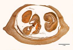 Cerebratulus signatus image