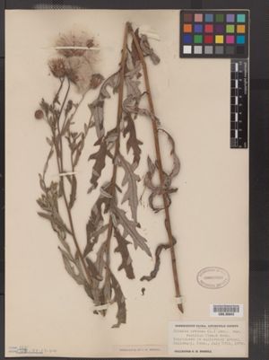 Cirsium arvense var. vestitum image