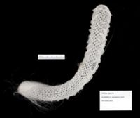 Euplectella aspergillum image
