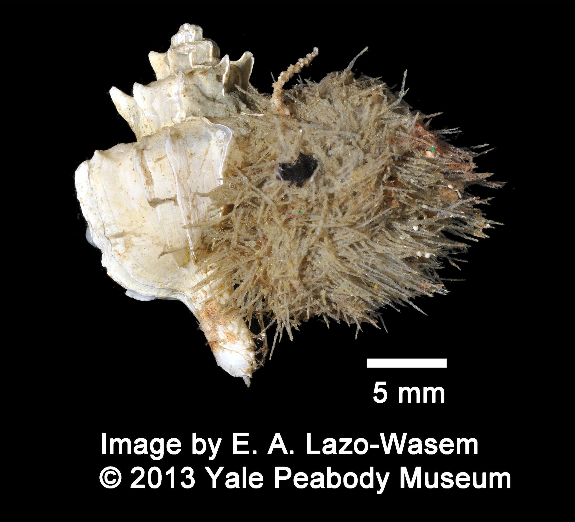 To Yale Peabody Museum of Natural History (YPM IZ 060800)