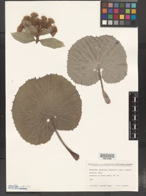 Image of Petasites japonicus