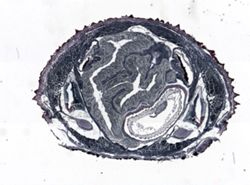 Epiperipatus edwardsii image