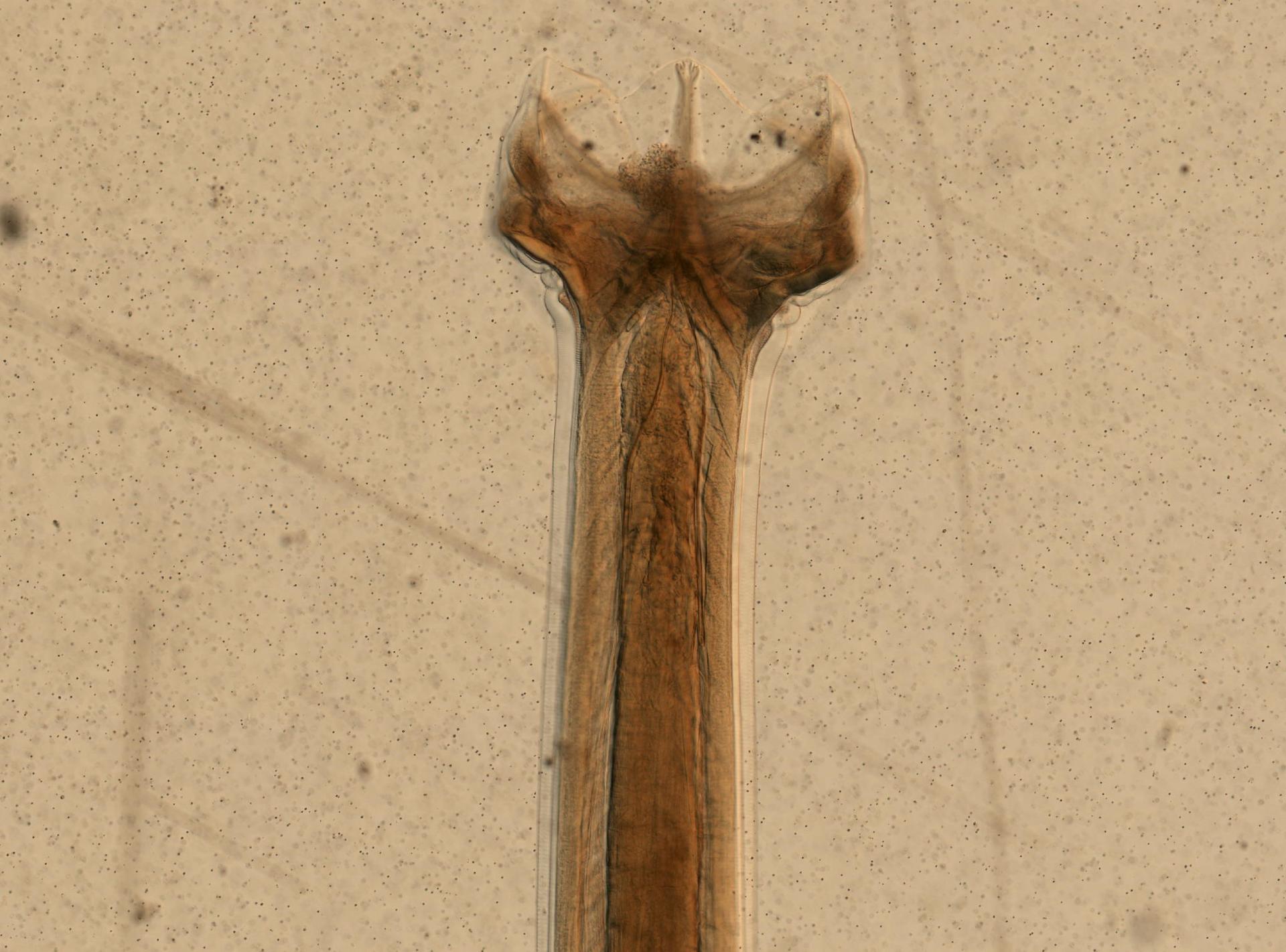 Ancylostomatidae image