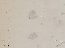 Zygonemertes virescens image