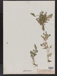 Selaginella molliceps image