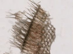 Sycon ciliatum image